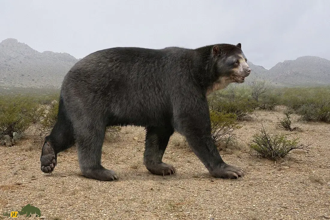 خرسدد؛ جانور ۱۶۰۰ کیلویی با ۳.۵ متر قد که ترسناکترین گیاهخوار عصر یخبندان و به زباله جمعکن ماقبل تاریخ معروف بود خرسدد