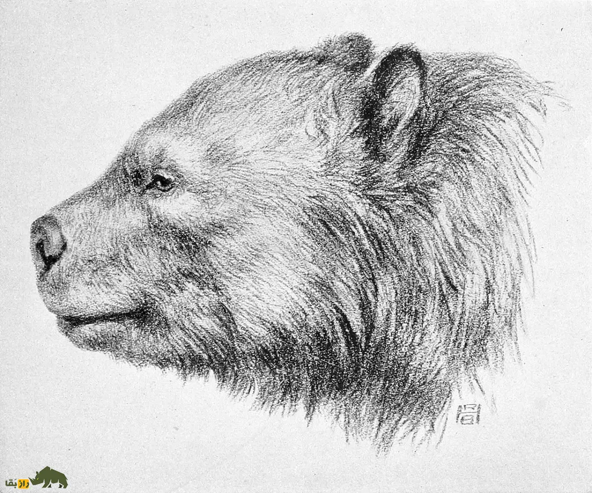 خرسدد؛ جانور ۱۶۰۰ کیلویی با ۳.۵ متر قد که ترسناکترین گیاهخوار عصر یخبندان و به زباله جمعکن ماقبل تاریخ معروف بود خرسدد