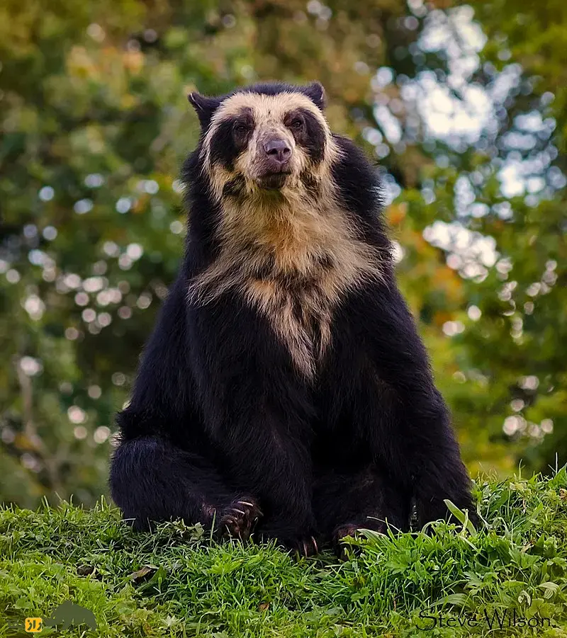 خرسدد؛ جانور ۱۶۰۰ کیلویی با ۳.۵ متر قد که ترسناکترین گیاهخوار عصر یخبندان و به زباله جمعکن ماقبل تاریخ معروف بود خرسدد
