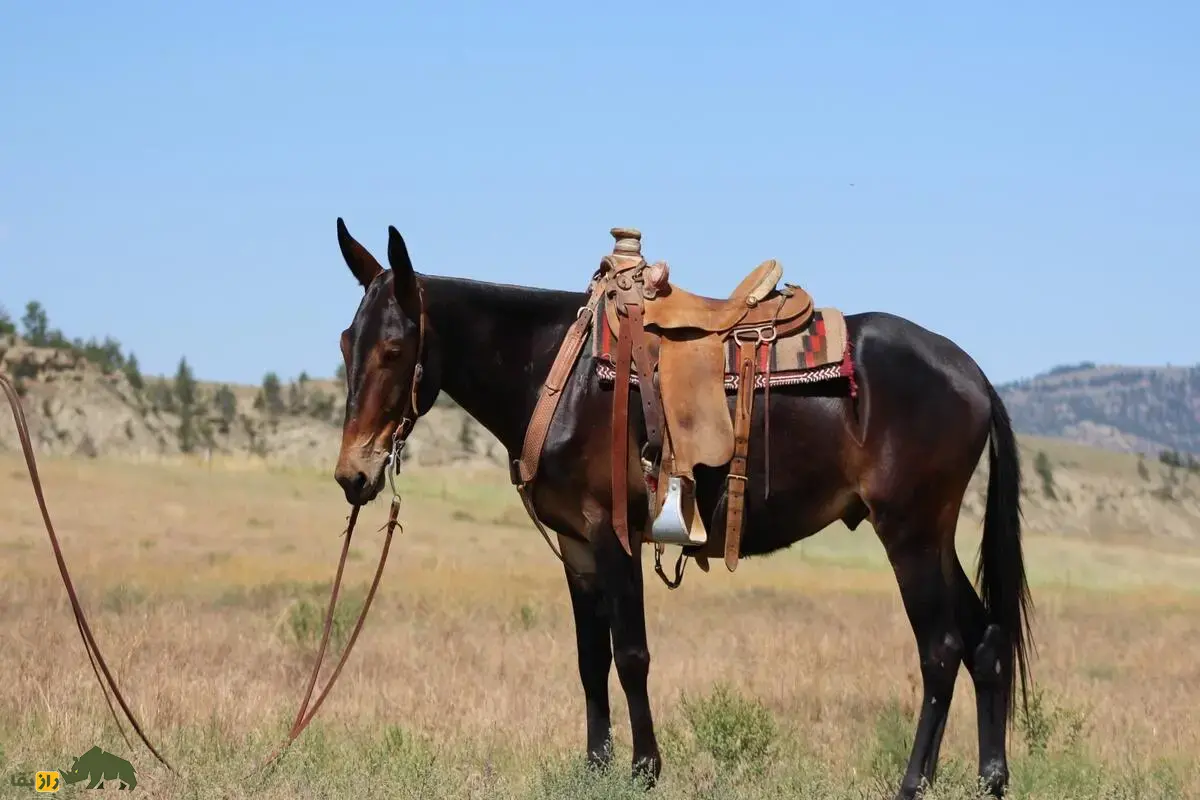 قاطر سواری؛ همراه قدرتمند و وفادار برای سفرهای طولانی که از جفتگیری الاغ نر و اسب عرب ماده به وجود میآید قاطر سواری؛ همراه قدرتمند و وفادار برای سفرهای طولانی که از جفتگیری الاغ نر و اسب عرب ماده به وجود میآید