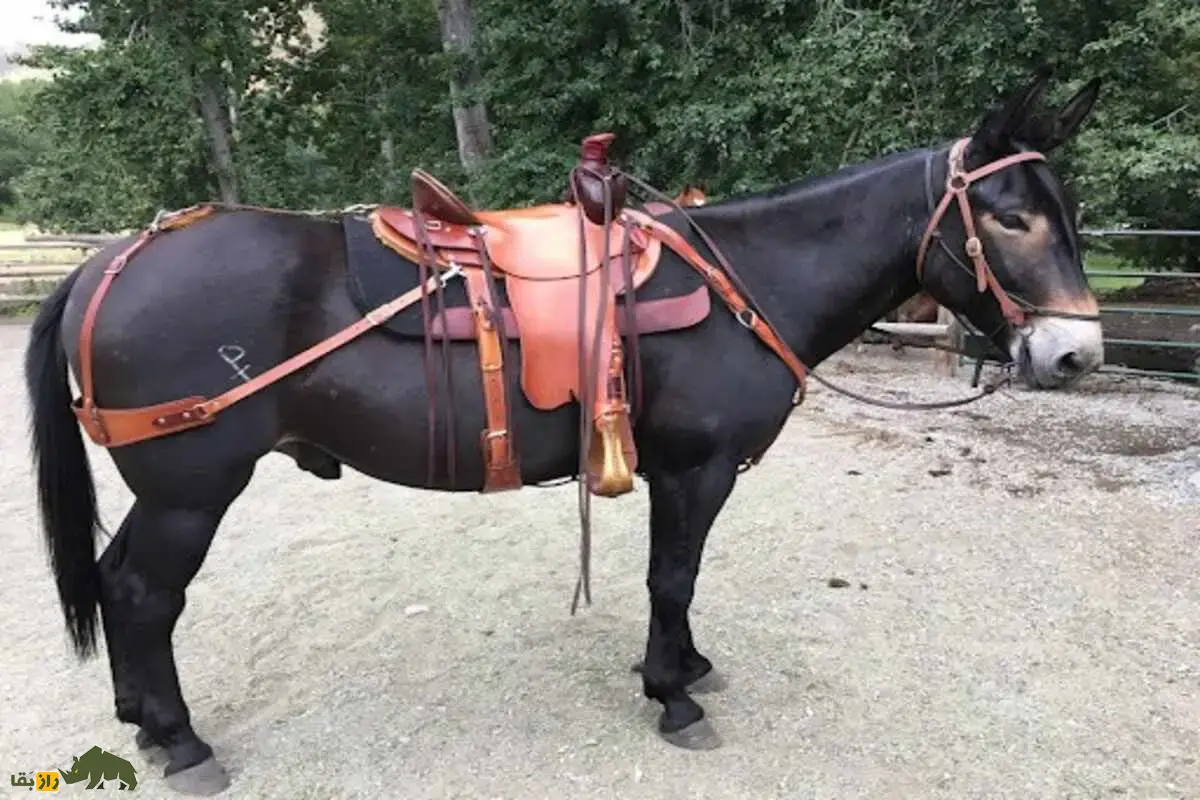 قاطر سواری؛ همراه قدرتمند و وفادار برای سفرهای طولانی که از جفتگیری الاغ نر و اسب عرب ماده به وجود میآید قاطر سواری؛ همراه قدرتمند و وفادار برای سفرهای طولانی که از جفتگیری الاغ نر و اسب عرب ماده به وجود میآید