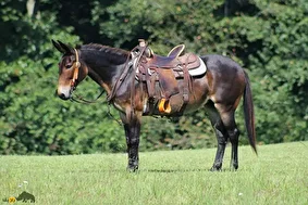 قاطر سواری؛ حیوانی قدرتمند و وفادار که از جفت‌گیری الاغ نر و اسب عرب ماده به وجود می‌آید و مناسب سفرهای طولانی‌ست