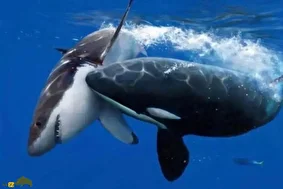 کشف هولناک دانشمندان؛ نهنگ‌های قاتل در خلیج کالیفرنیا، قبل از بیرون آوردن جگر، کوسه‌های سفید جوان را فلج می‌کنند