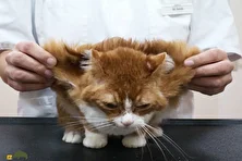 گربه‌های بالدار؛ ماجرای گربه بالدار کرمان چیست و چرا برخی گربه‌ها بال دارند؟