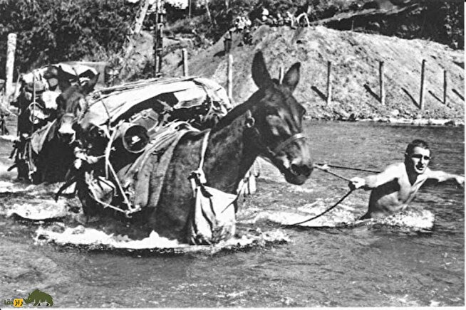 قاطر جنگی؛ قاطری قوی حاصل جفتگیری الاغ نر آمریکایی و اسب ماده پرچرون که مثل یک تانک جنگی در ارتش کار می‌کند