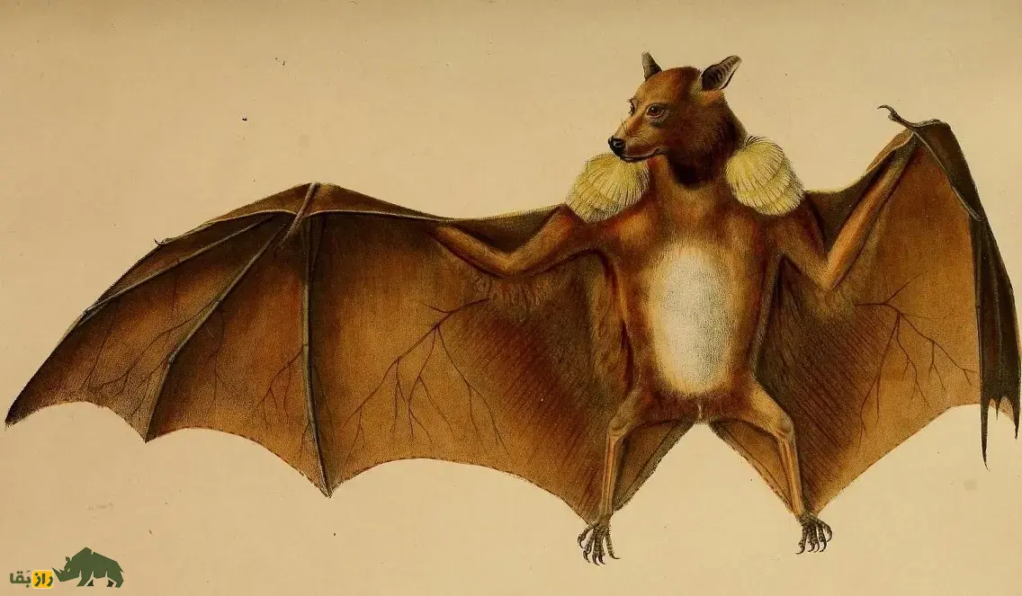 خفاش میوهخوار آفریقایی؛ خفاشی با کلهای شبیه اسب و گاو و بهترین میوهیاب دنیا که روی شانههایش سردوش نظامی دارد خفاش میوهخوار آفریقایی