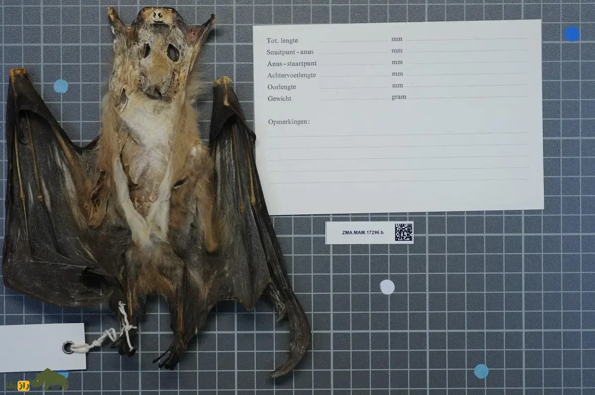 خفاش میوهخوار آفریقایی؛ خفاشی با کلهای شبیه اسب و گاو و بهترین میوهیاب دنیا که روی شانههایش سردوش نظامی دارد خفاش میوهخوار آفریقایی