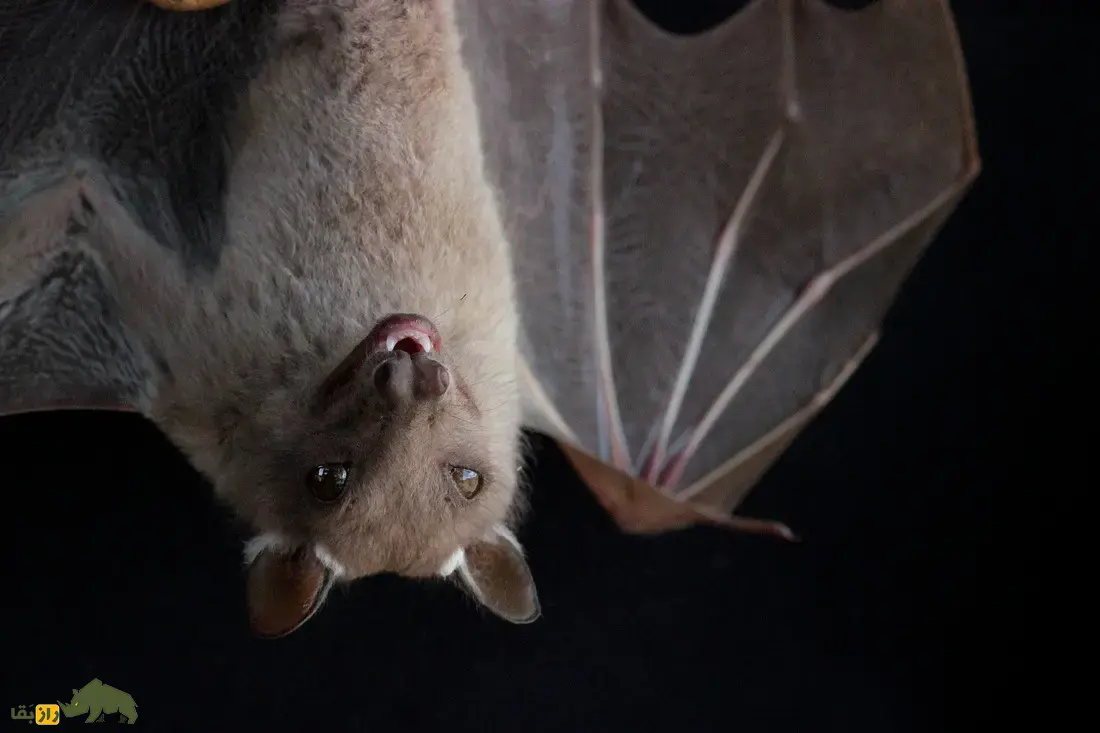 خفاش میوهخوار آفریقایی؛ خفاشی با کلهای شبیه اسب و گاو و بهترین میوهیاب دنیا که روی شانههایش سردوش نظامی دارد خفاش میوهخوار آفریقایی