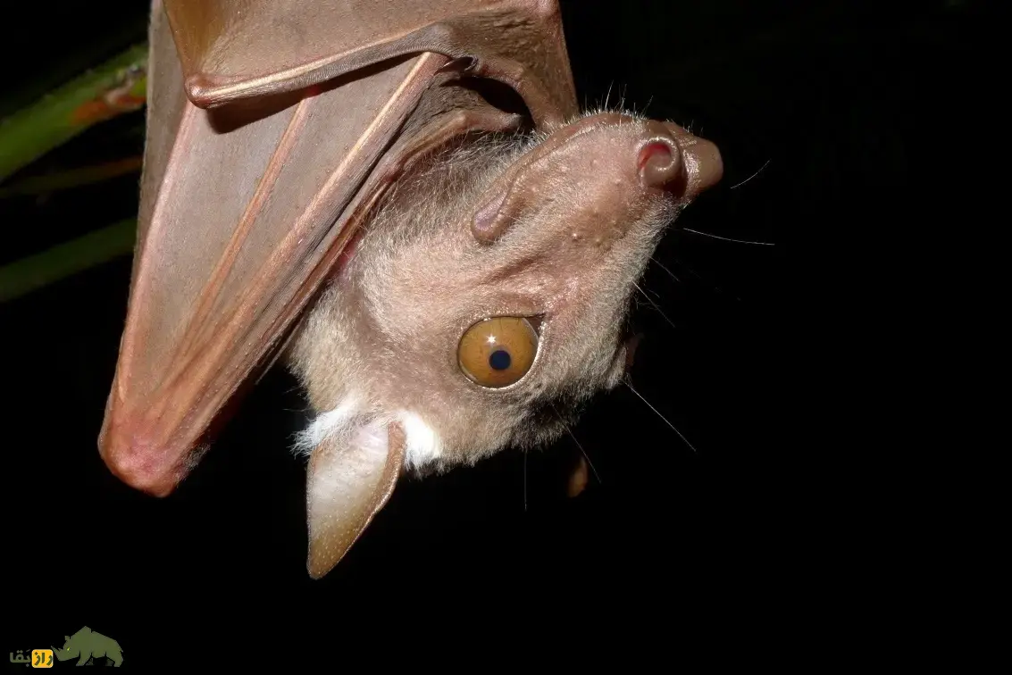 خفاش میوهخوار آفریقایی؛ خفاشی با کلهای شبیه اسب و گاو و بهترین میوهیاب دنیا که روی شانههایش سردوش نظامی دارد خفاش میوهخوار آفریقایی