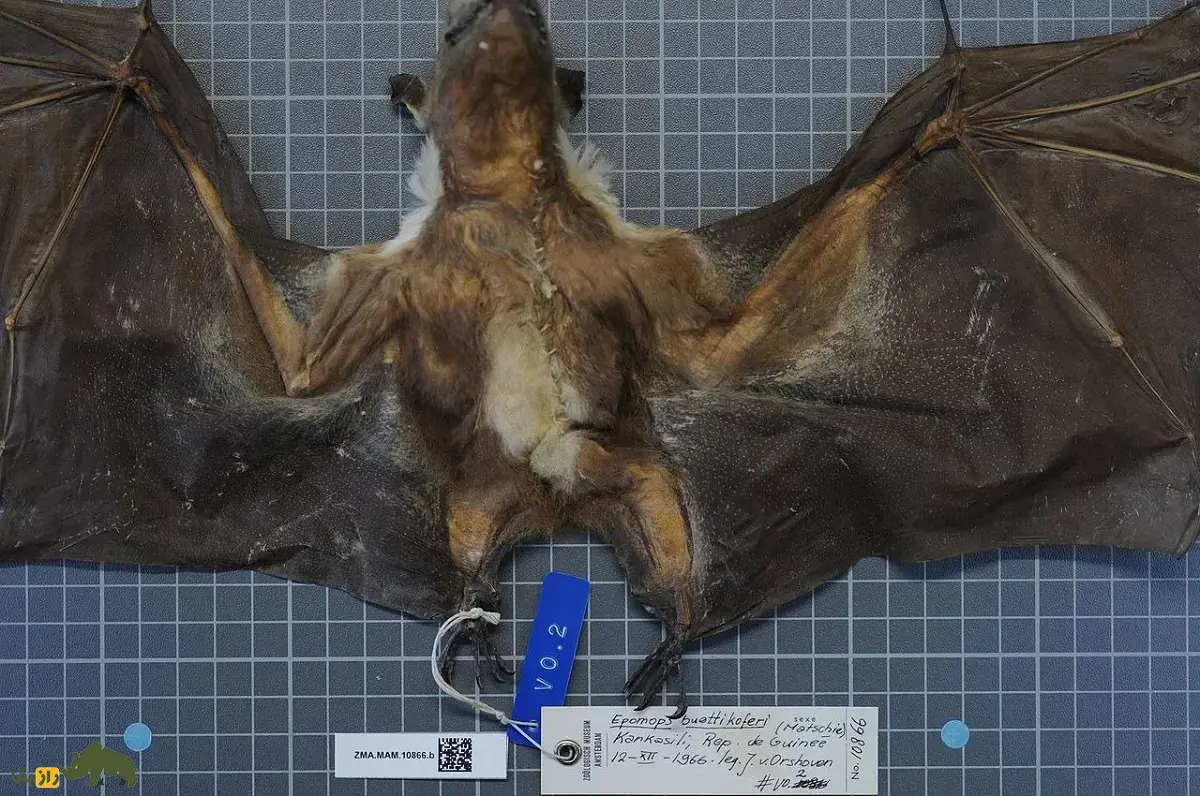 خفاش میوهخوار آفریقایی؛ خفاشی با کلهای شبیه اسب و گاو و بهترین میوهیاب دنیا که روی شانههایش سردوش نظامی دارد خفاش میوهخوار آفریقایی