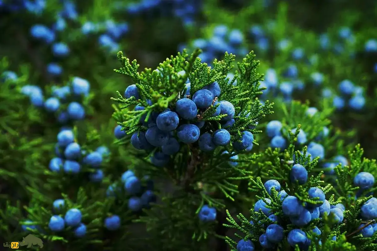 اُرس؛ درختی ۱۶۰۰ ساله و نماد جاودانگی ایران که در دل جنگل‌های کهنسال البرز و زاگرس می‌درخشد