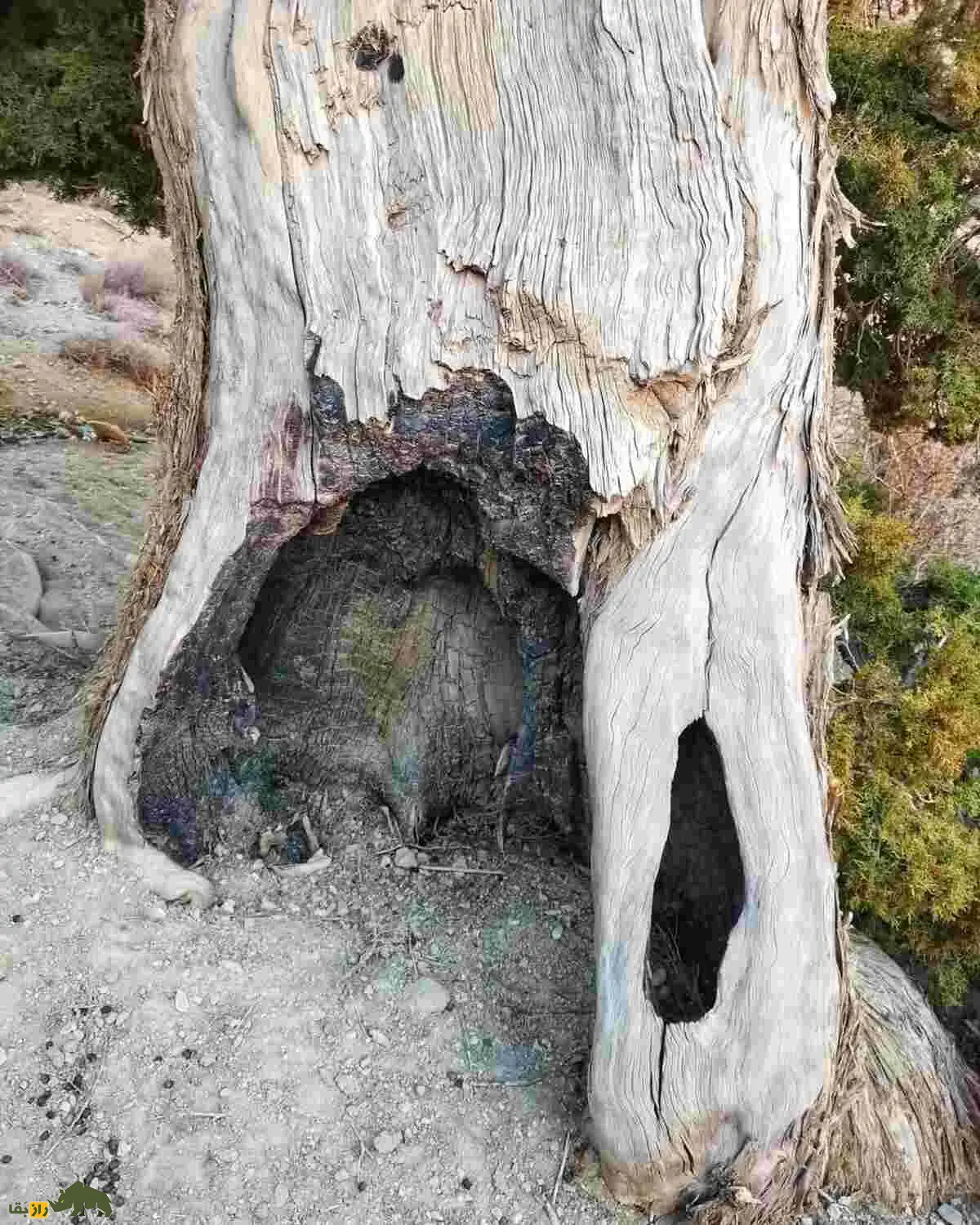 اُرس؛ درختی ۱۶۰۰ ساله و نماد جاودانگی ایران که در دل جنگل‌های کهنسال البرز و زاگرس می‌درخشد