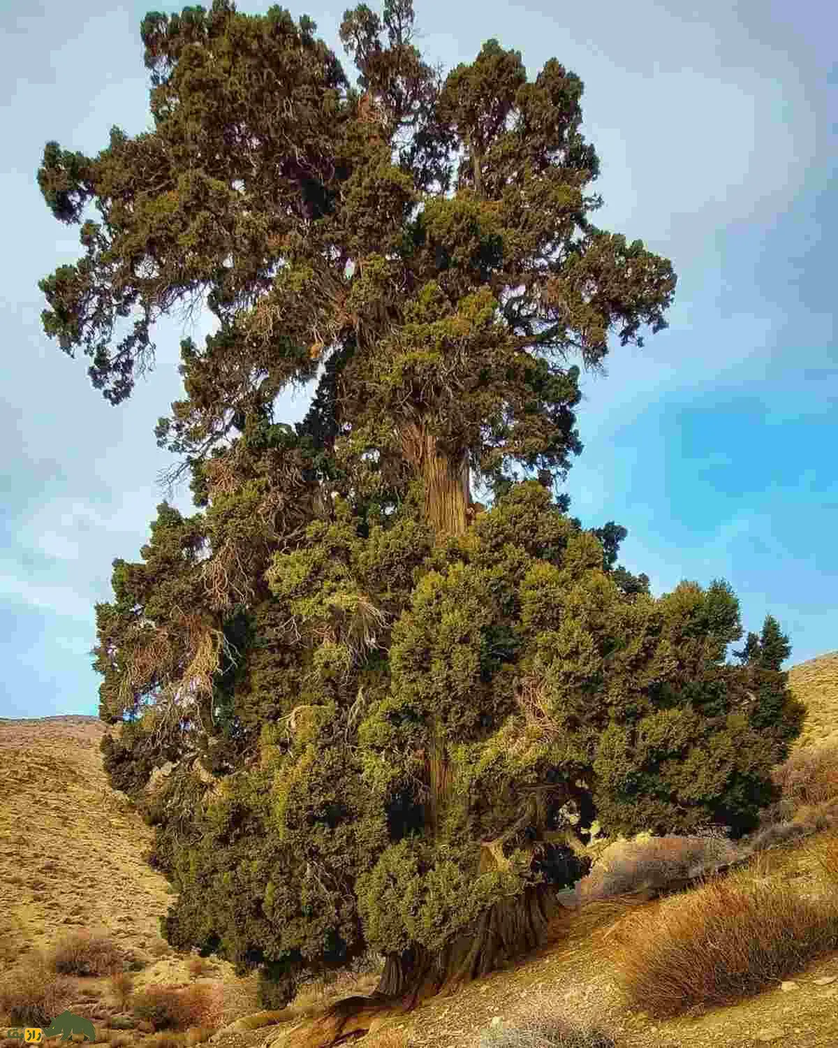 اُرس؛ درختی ۱۶۰۰ ساله و نماد جاودانگی ایران که در دل جنگل‌های کهنسال البرز و زاگرس می‌درخشد