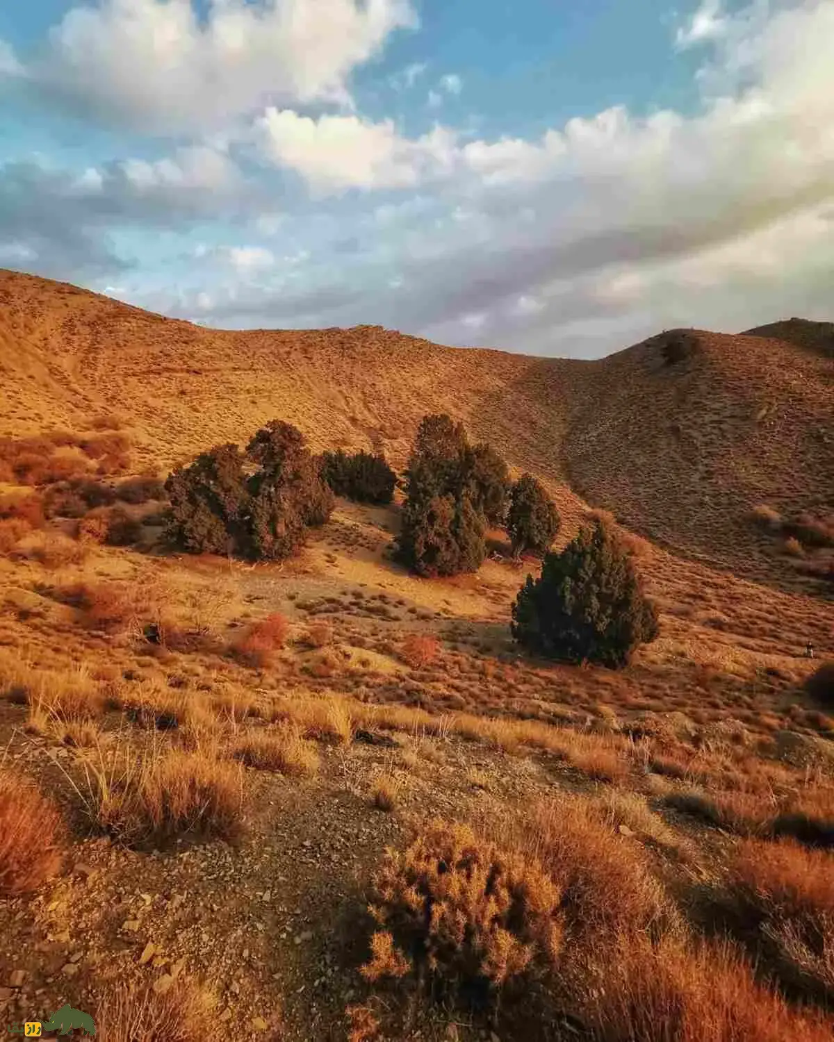 اُرس؛ درختی ۱۶۰۰ ساله و نماد جاودانگی ایران که در دل جنگل‌های کهنسال البرز و زاگرس می‌درخشد