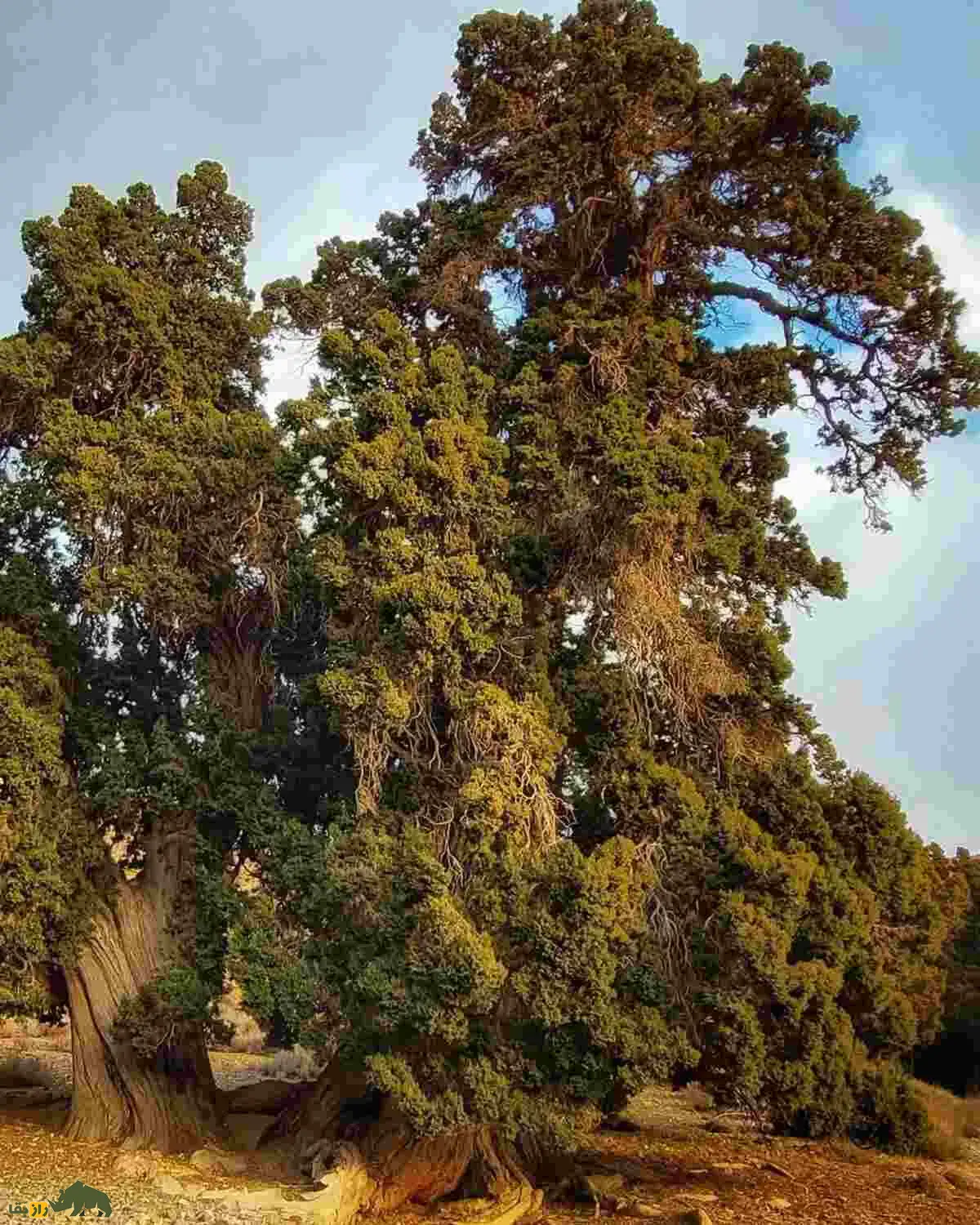اُرس؛ درختی ۱۶۰۰ ساله و نماد جاودانگی ایران که در دل جنگل‌های کهنسال البرز و زاگرس می‌درخشد