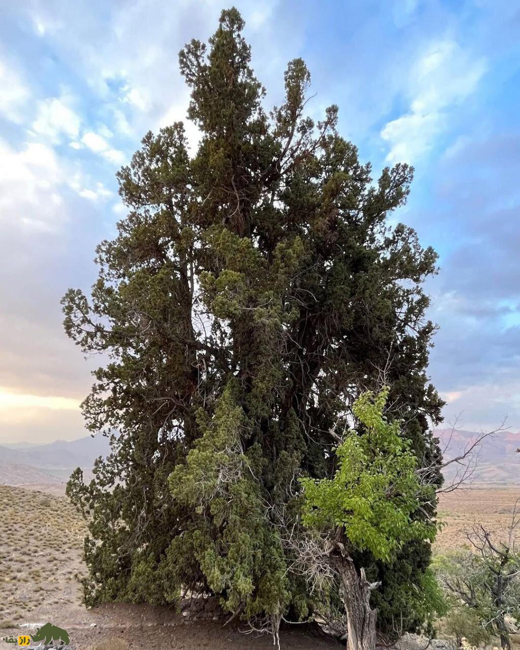 اُرس مراد در جیرفت