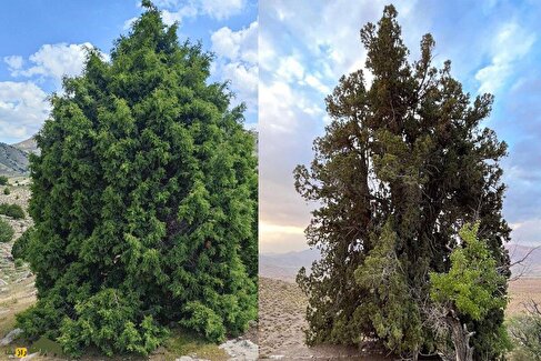 اُرس مراد جیرفت؛ مشهور به «کهنسال‌ترین زن ایران‌زمین» با ۴۰۰۰ سال سن که بلندترین و قطورترین اُرس جهان است
