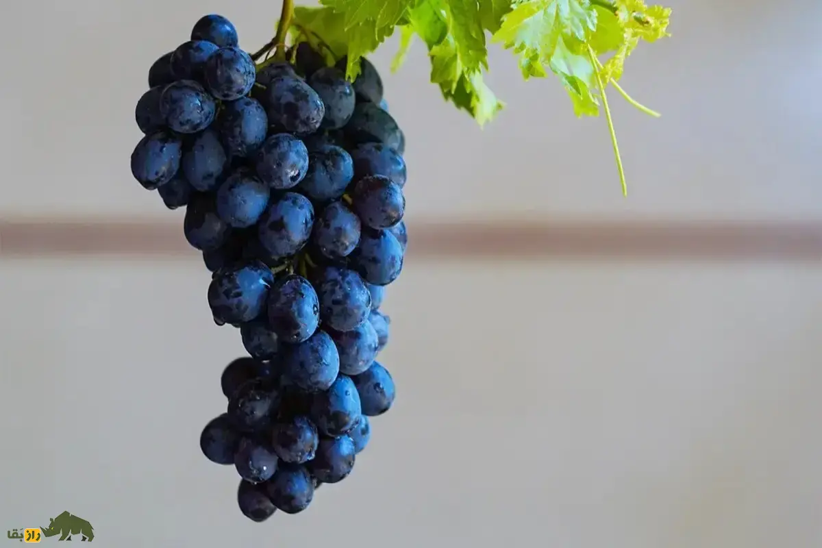 انگور ازبک؛ یکی از بهترین نهال‌های انگور برای کاشت در ایران که سود اقتصادی بالایی دارد