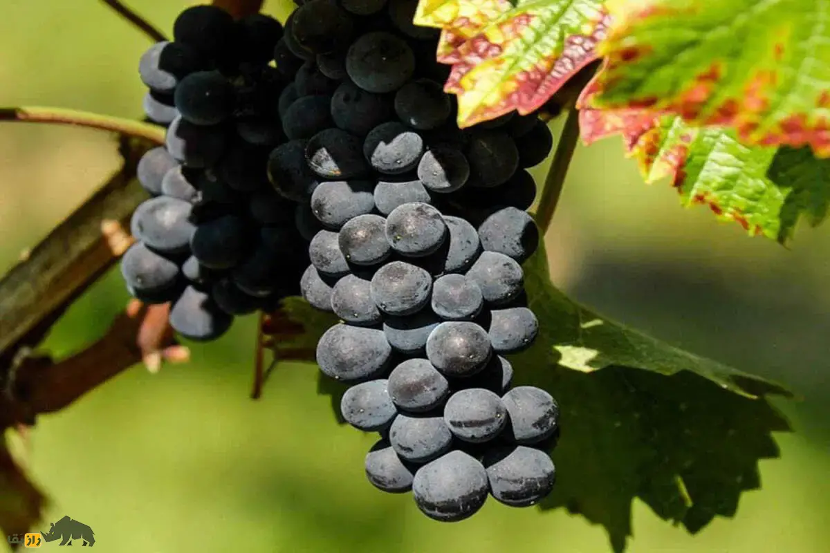 نهال انگور ازبک؛ رقم صادراتی با میوههای درشت، بیدانه و مقاوم به سرما نهال انگور ازبک؛ رقم صادراتی با میوههای درشت، بیدانه و مقاوم به سرما