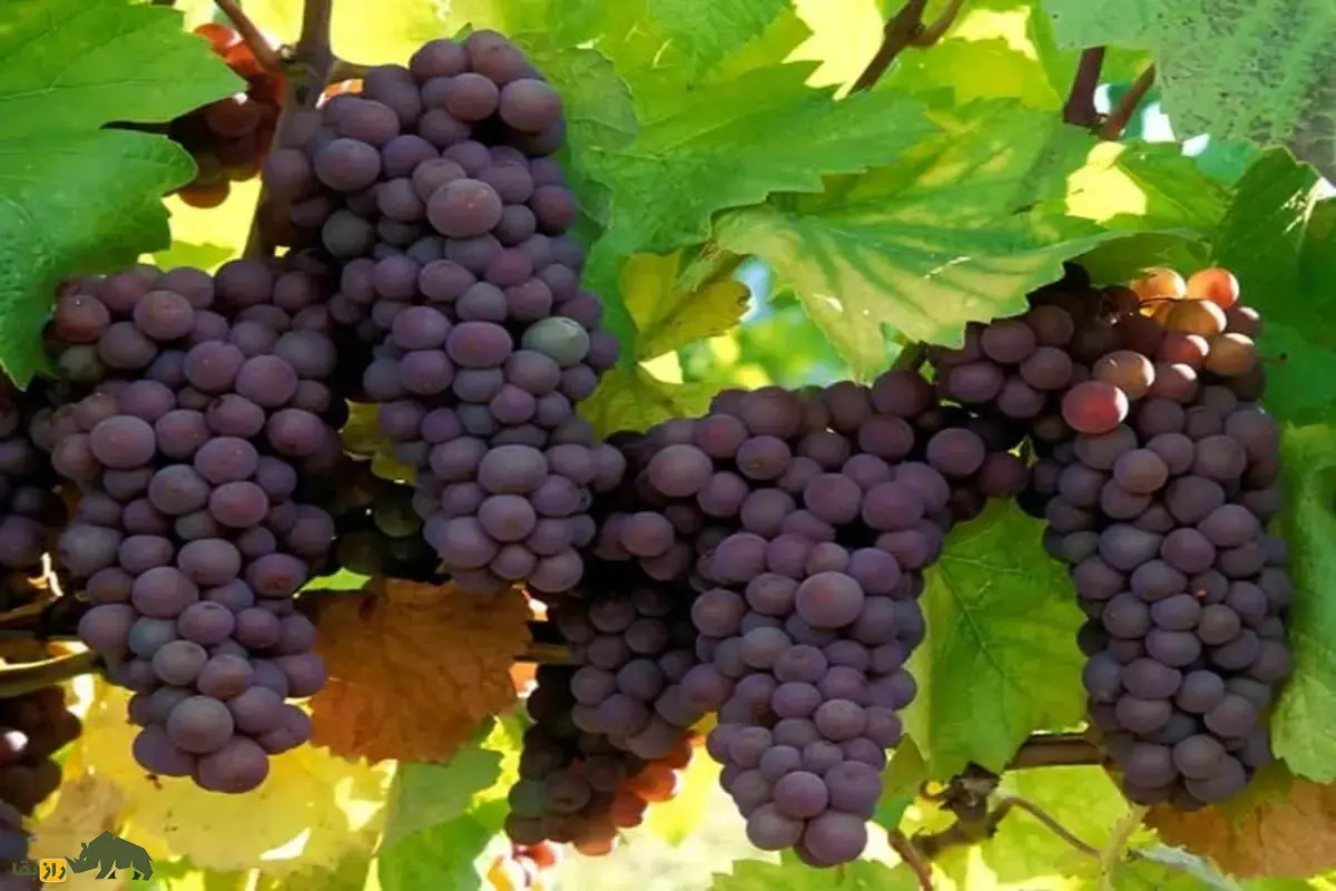 نهال انگور ازبک؛ رقم صادراتی با میوههای درشت، بیدانه و مقاوم به سرما نهال انگور ازبک؛ رقم صادراتی با میوههای درشت، بیدانه و مقاوم به سرما