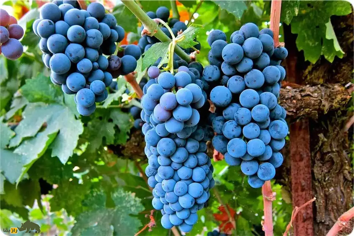 نهال انگور ازبک؛ رقم صادراتی با میوههای درشت، بیدانه و مقاوم به سرما نهال انگور ازبک؛ رقم صادراتی با میوههای درشت، بیدانه و مقاوم به سرما