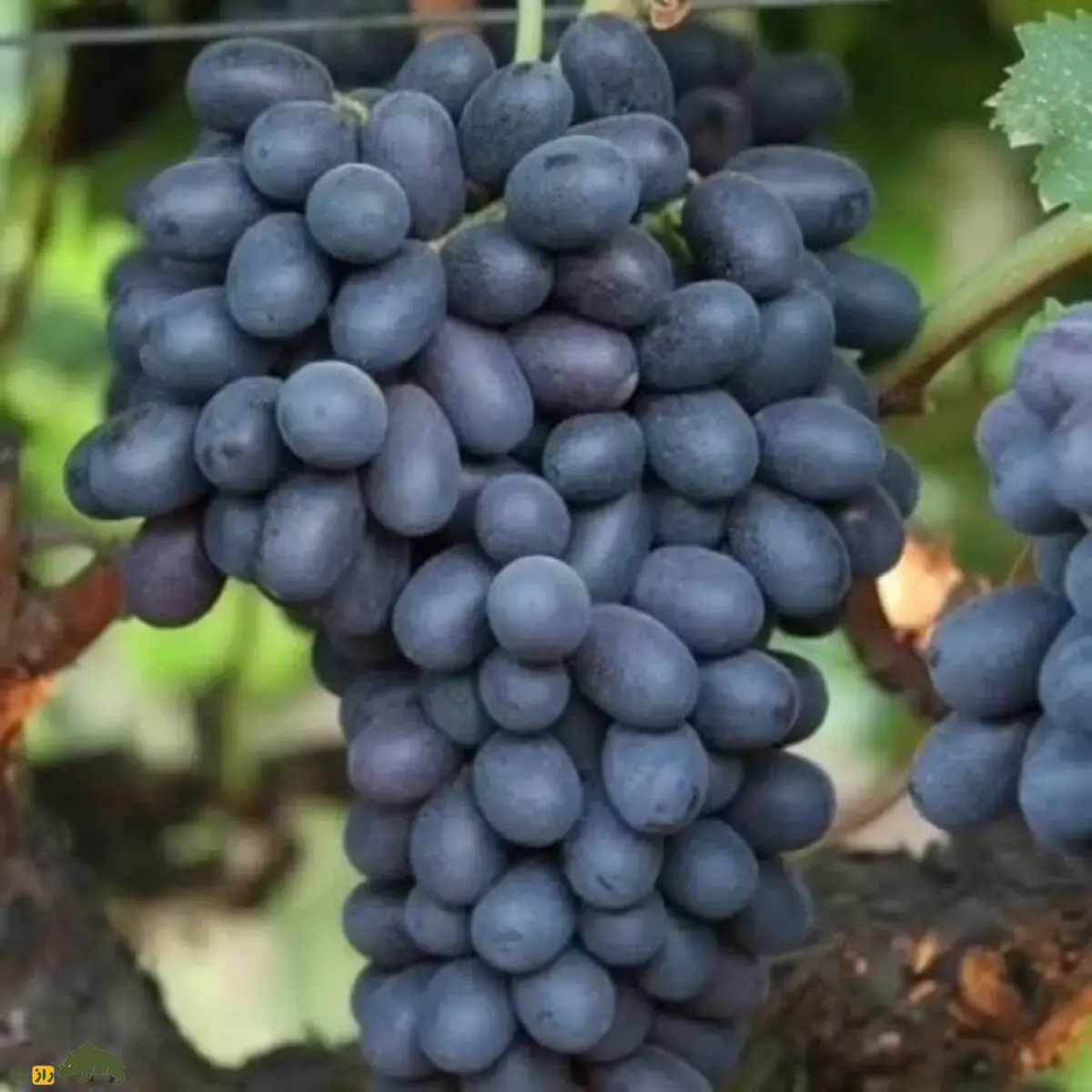 نهال انگور ازبک؛ رقم صادراتی با میوههای درشت، بیدانه و مقاوم به سرما نهال انگور ازبک؛ رقم صادراتی با میوههای درشت، بیدانه و مقاوم به سرما