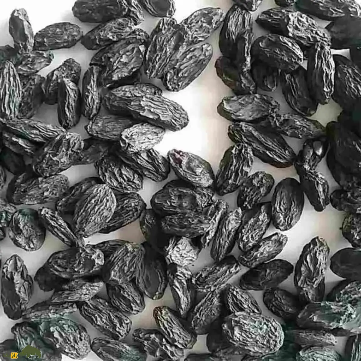 نهال انگور ازبک؛ رقم صادراتی با میوههای درشت، بیدانه و مقاوم به سرما نهال انگور ازبک؛ رقم صادراتی با میوههای درشت، بیدانه و مقاوم به سرما