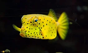 جعبه‌ماهی؛ ماهیانی شبیه صندوق و مجهز به سلاح شیمیایی که بدنی شبیه زره دارد و به صورت مکعبی شنا می‌کنند