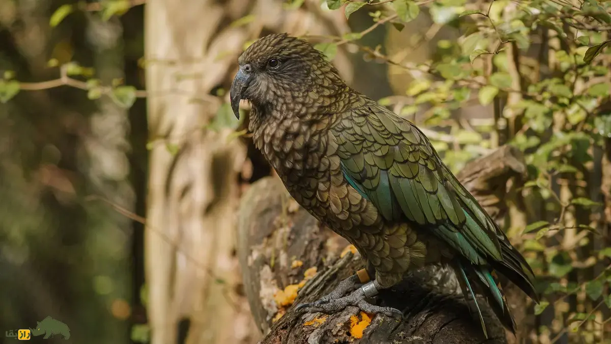 طوطی کیا؛ نابغهی بازیگوش با هوشی به اندازه میمون که عاشق باز کردن کولهپشتی و کندن برفپاککن خودروست و به صورت گروهی مسئله حل میکنند طوطی کیا