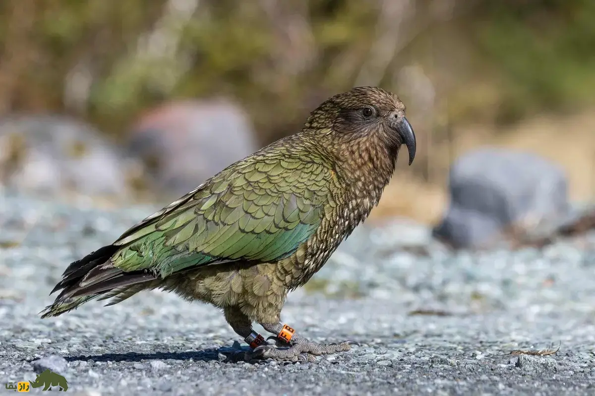 طوطی کیا؛ نابغهی بازیگوش با هوشی به اندازه میمون که عاشق باز کردن کولهپشتی و کندن برفپاککن خودروست و به صورت گروهی مسئله حل میکنند طوطی کیا