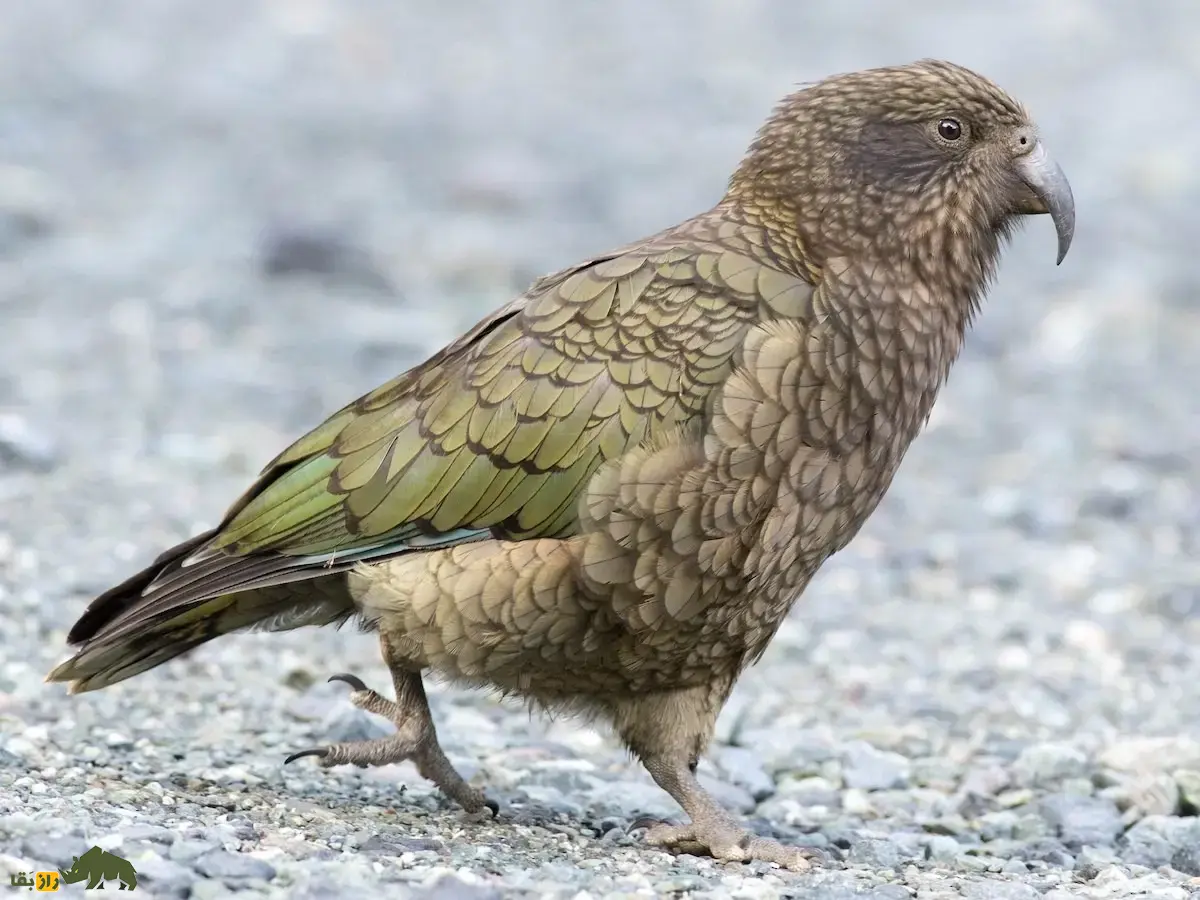 طوطی کیا؛ نابغهی بازیگوش با هوشی به اندازه میمون که عاشق باز کردن کولهپشتی و کندن برفپاککن خودروست و به صورت گروهی مسئله حل میکنند طوطی کیا