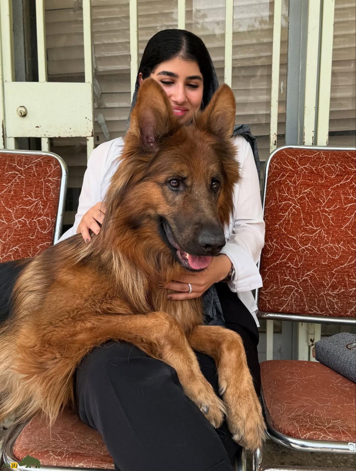 تیدا؛ سگ قهرمان ژرمن شپرد ایران که با عملیات نجات و حضور در فیلم «متری شش و نیم» دلها را فتح کرد فوت شد تیدا؛ سگ قهرمان ژرمن شپرد ایران که با عملیات نجات و حضور در فیلم «متری شش و نیم» دلها را فتح کرد فوت شد