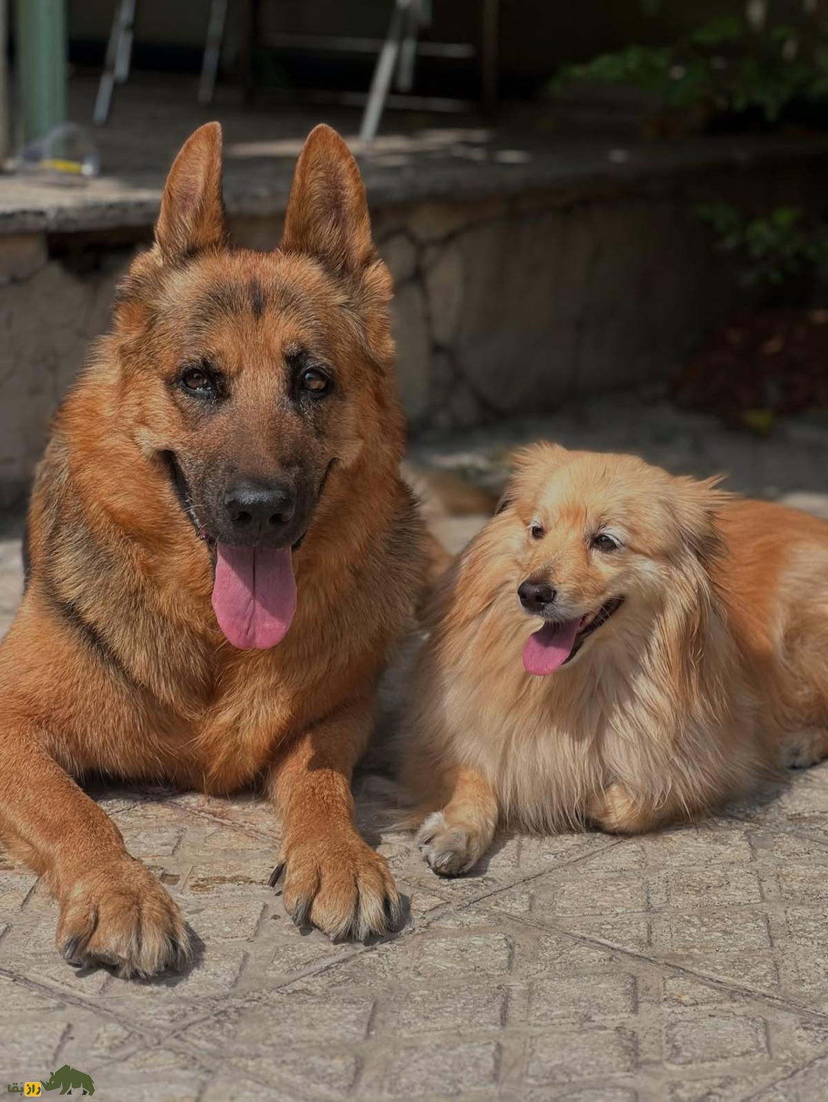 تیدا؛ سگ قهرمان ژرمن شپرد ایران که با عملیات نجات و حضور در فیلم «متری شش و نیم» دلها را فتح کرد فوت شد تیدا؛ سگ قهرمان ژرمن شپرد ایران که با عملیات نجات و حضور در فیلم «متری شش و نیم» دلها را فتح کرد فوت شد