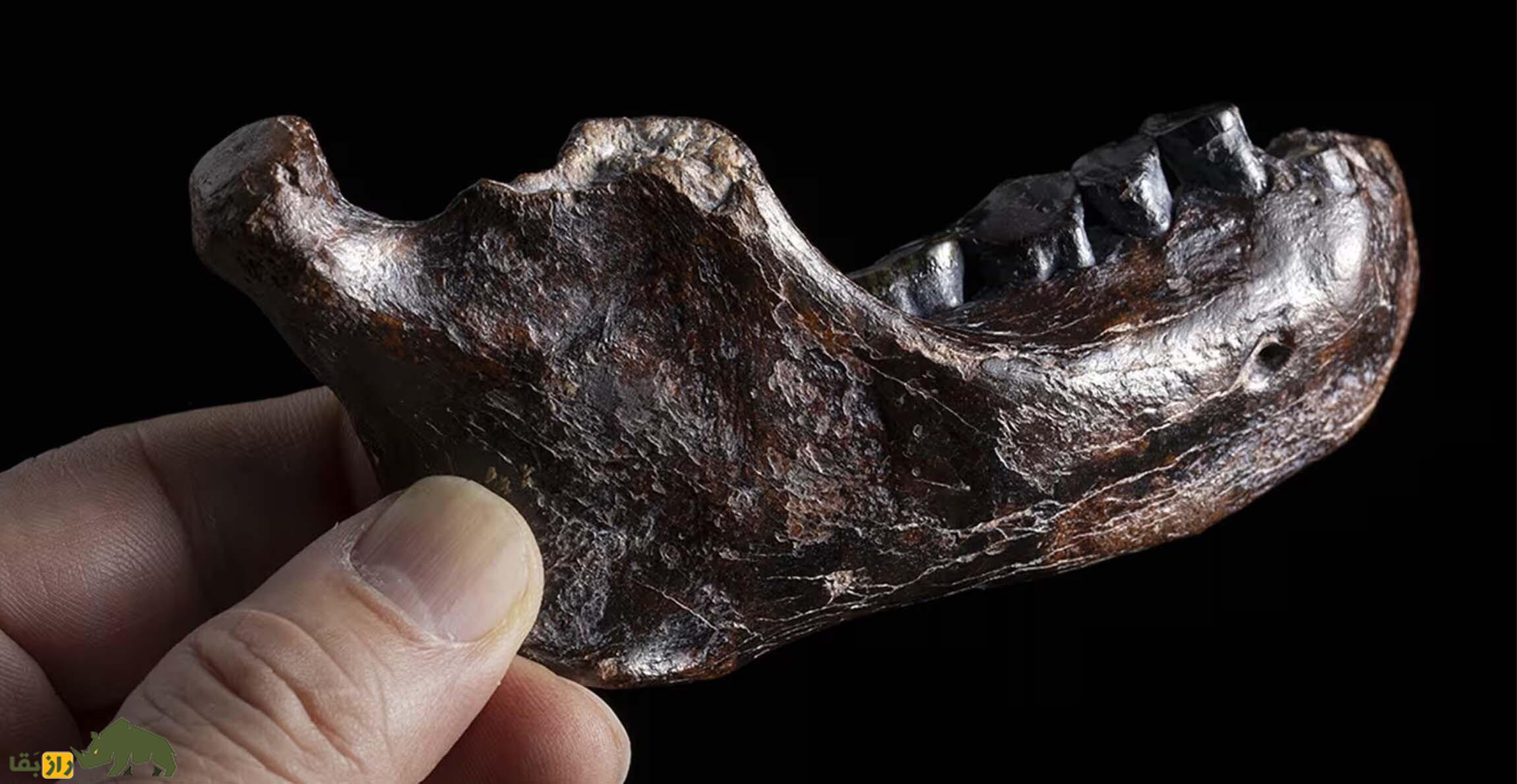 کشف شواهدی از رابطه جنسی گونه منقرض شده «دنیسووا» با گروهی مرموز از انسانهای اولیه؛ چه بر سر فرزندان آنها آمد؟ فسیل فک یک انسان اولیه