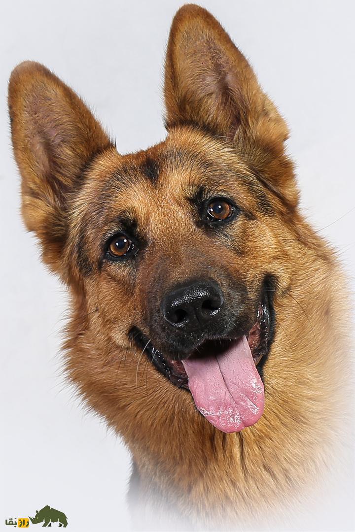 تیدا؛ باهوشترین سگ ژرمن شپرد ایران که با عملیات نجات و حضور در فیلم «متری شش و نیم» مشهور شد، درگذشت تیدا