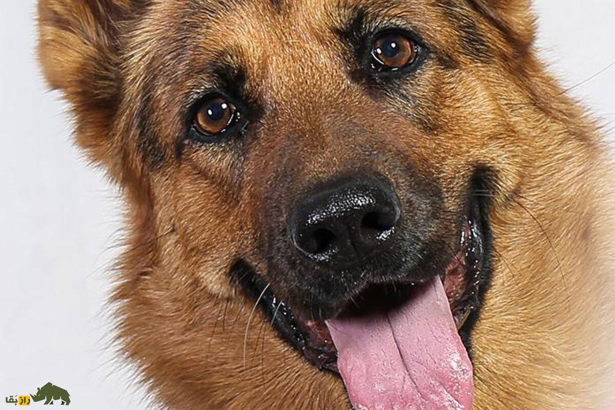 تیدا؛ باهوش‌ترین سگ ژرمن شپرد ایران که با عملیات نجات و حضور در فیلم «متری شش و نیم» مشهور شد، درگذشت