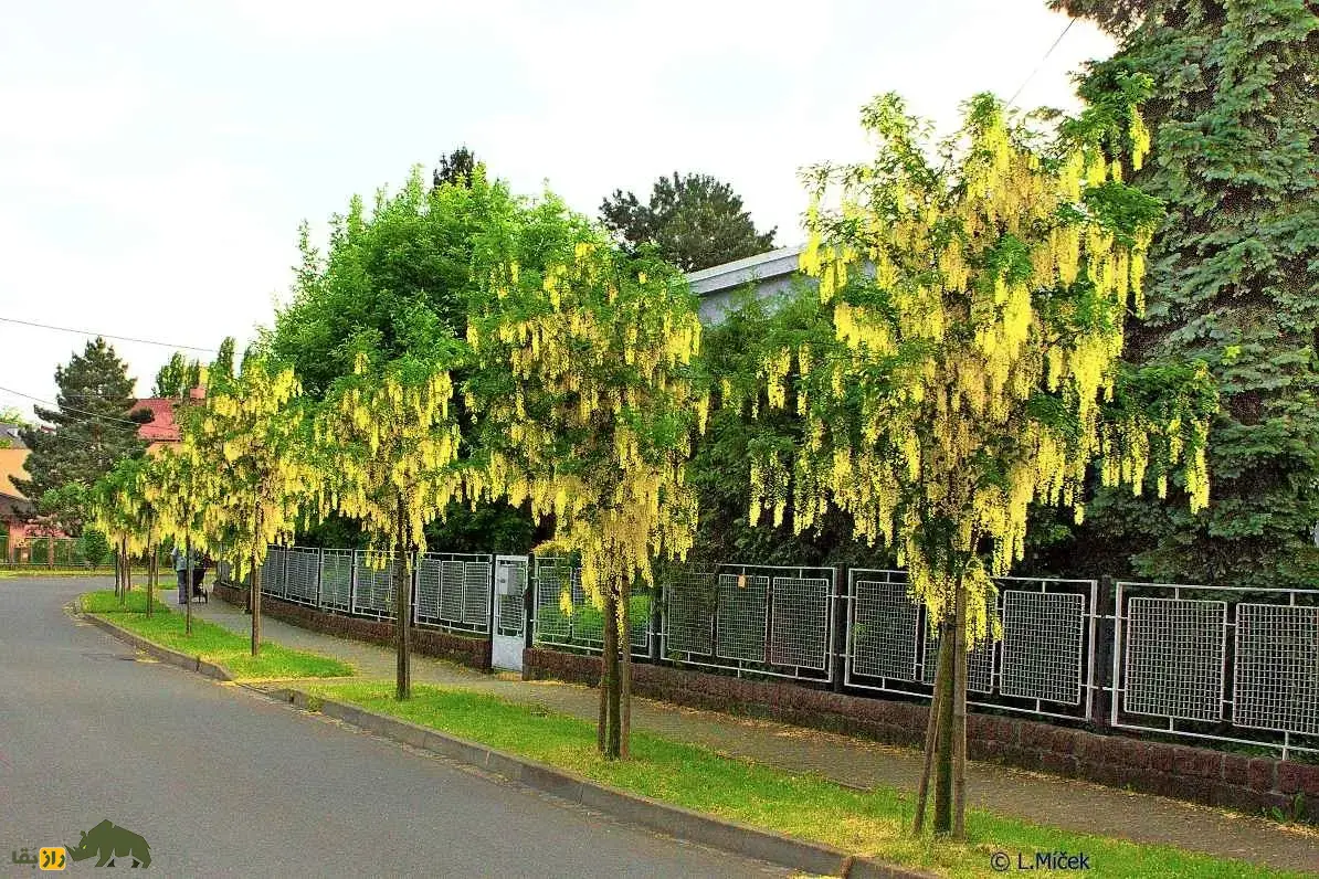 درخت پروانه یا درخت باران طلایی