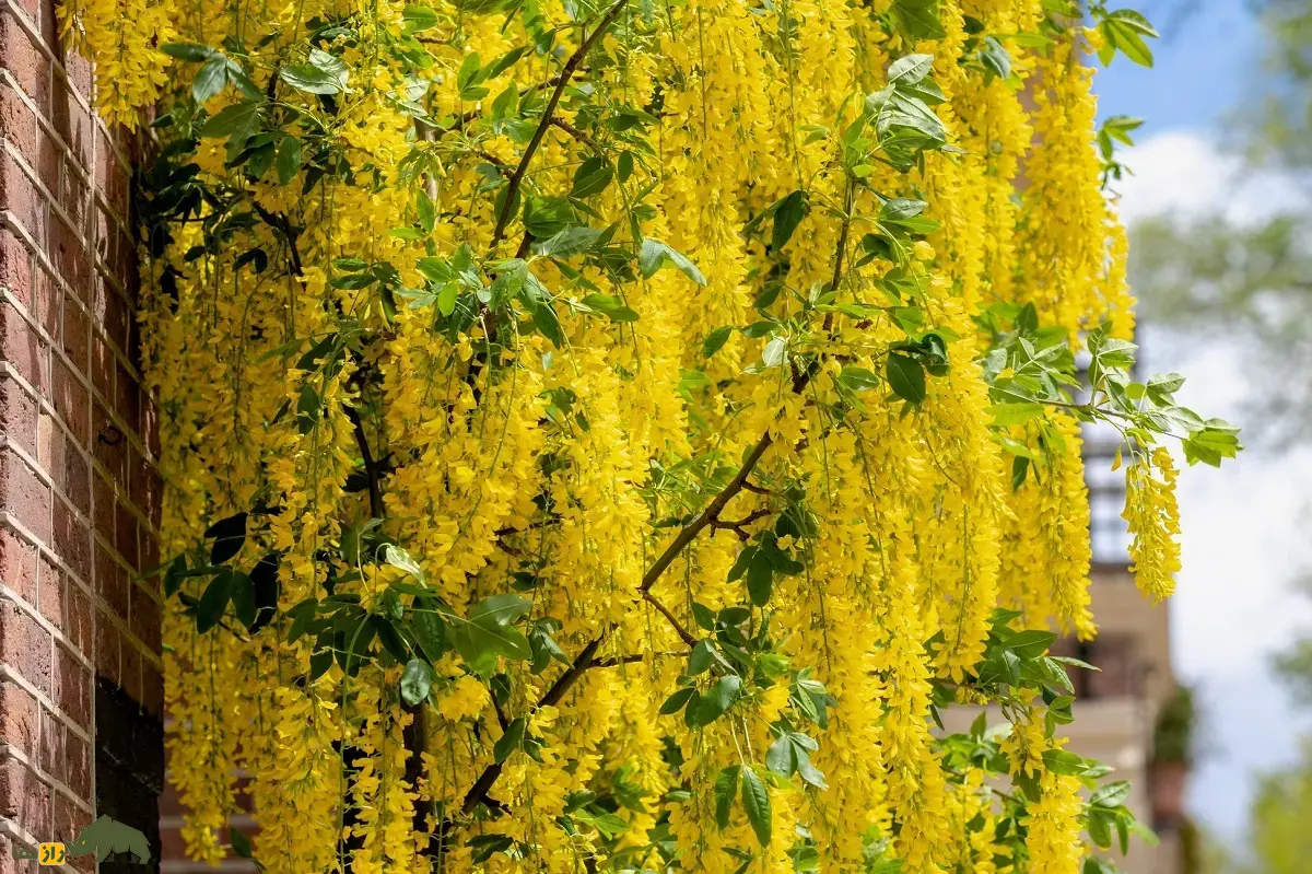 درخت پروانه یا درخت باران طلایی