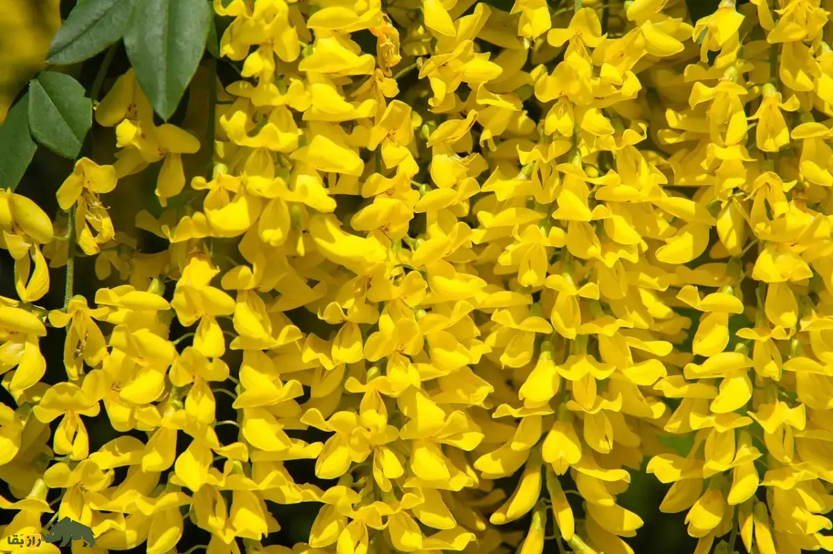 درخت پروانه یا درخت باران طلایی