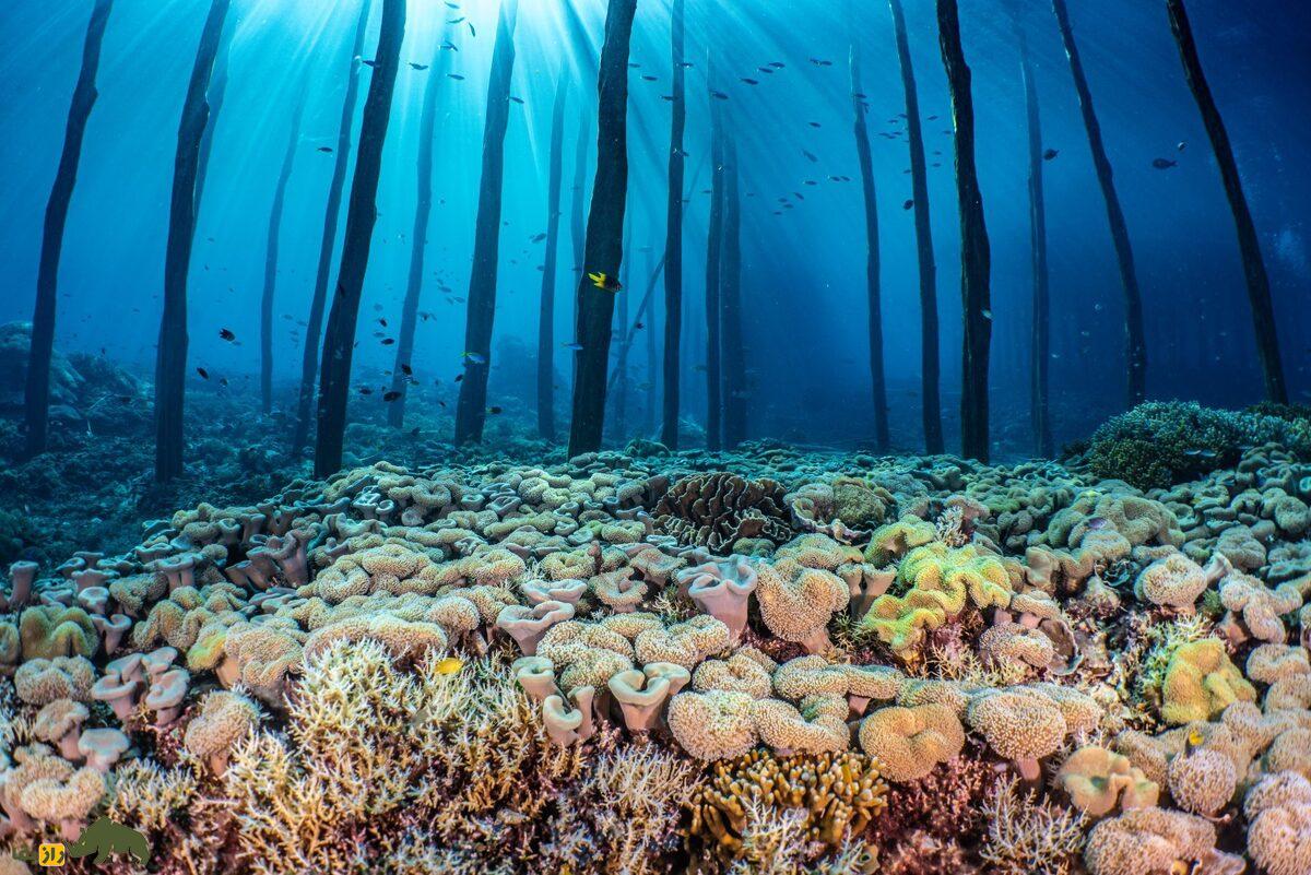 مثلث مرجانی؛ کشف جنگلی شبیه آمازون در زیر اقیانوس‌های آرام و هند که ۶ میلیون کیلومتر مربع وسعت دارد