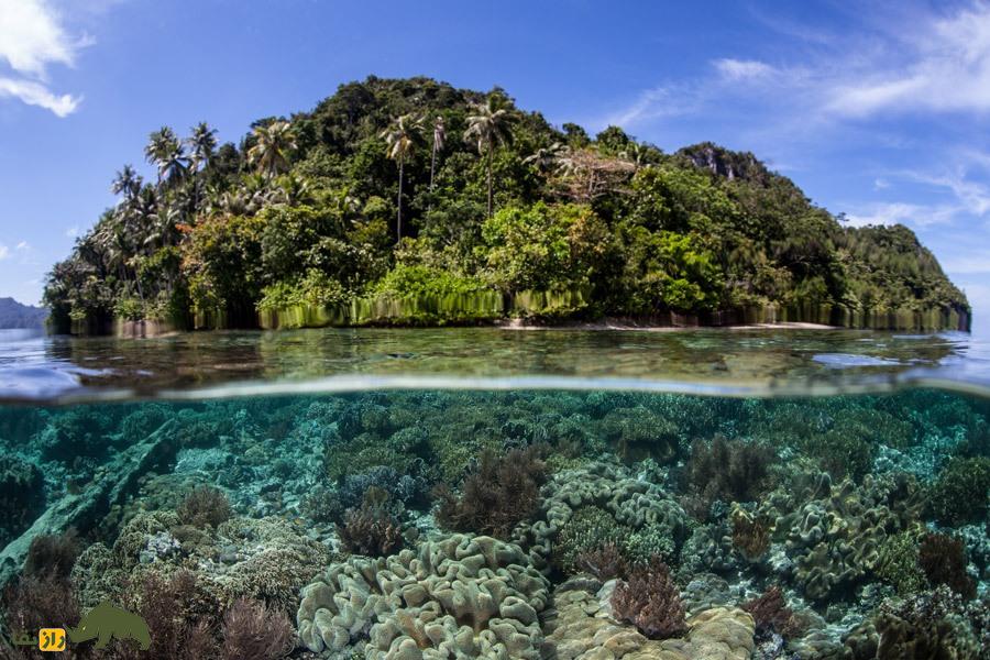 مثلث مرجانی؛ آمازون پنهان در دل دریا که در برابر تغییرات اقلیمی مقاومت میکند مثلث مرجانی؛ آمازون پنهان در دل دریا که در برابر تغییرات اقلیمی مقاومت میکند