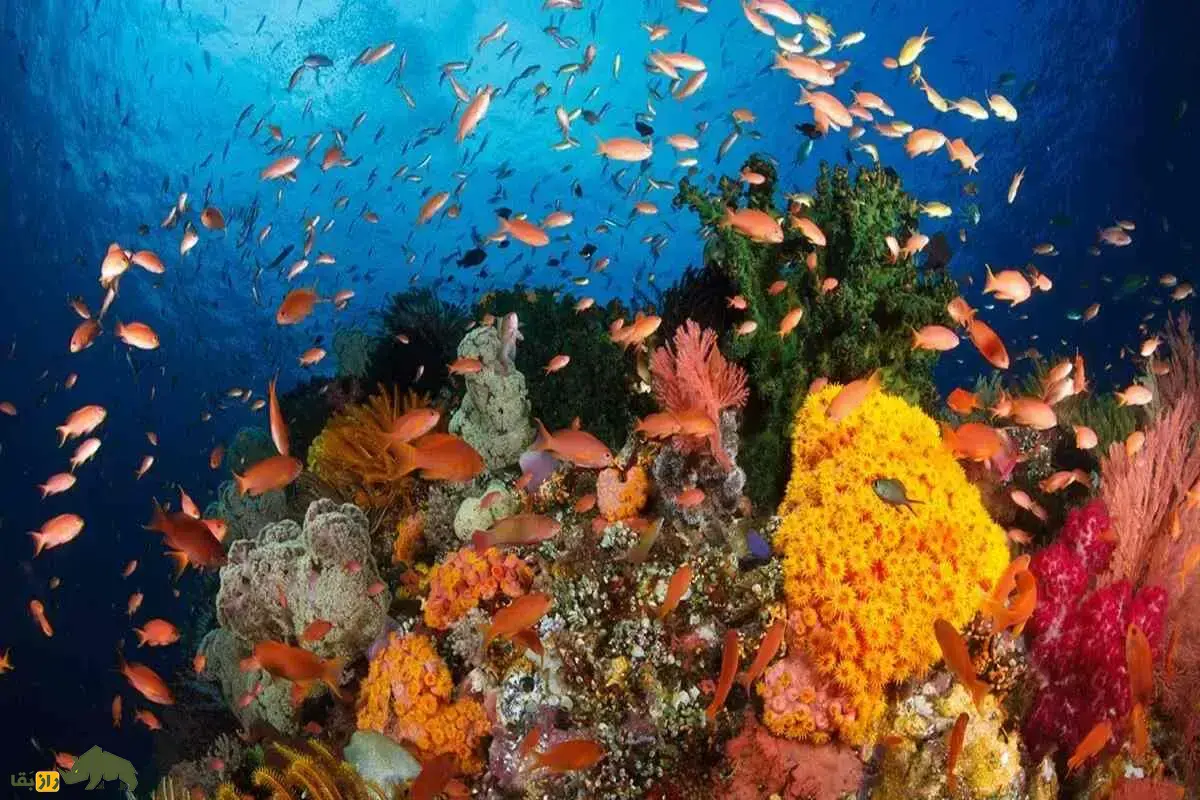 مثلث مرجانی؛ آمازون پنهان در دل دریا که در برابر تغییرات اقلیمی مقاومت میکند مثلث مرجانی؛ آمازون پنهان در دل دریا که در برابر تغییرات اقلیمی مقاومت میکند