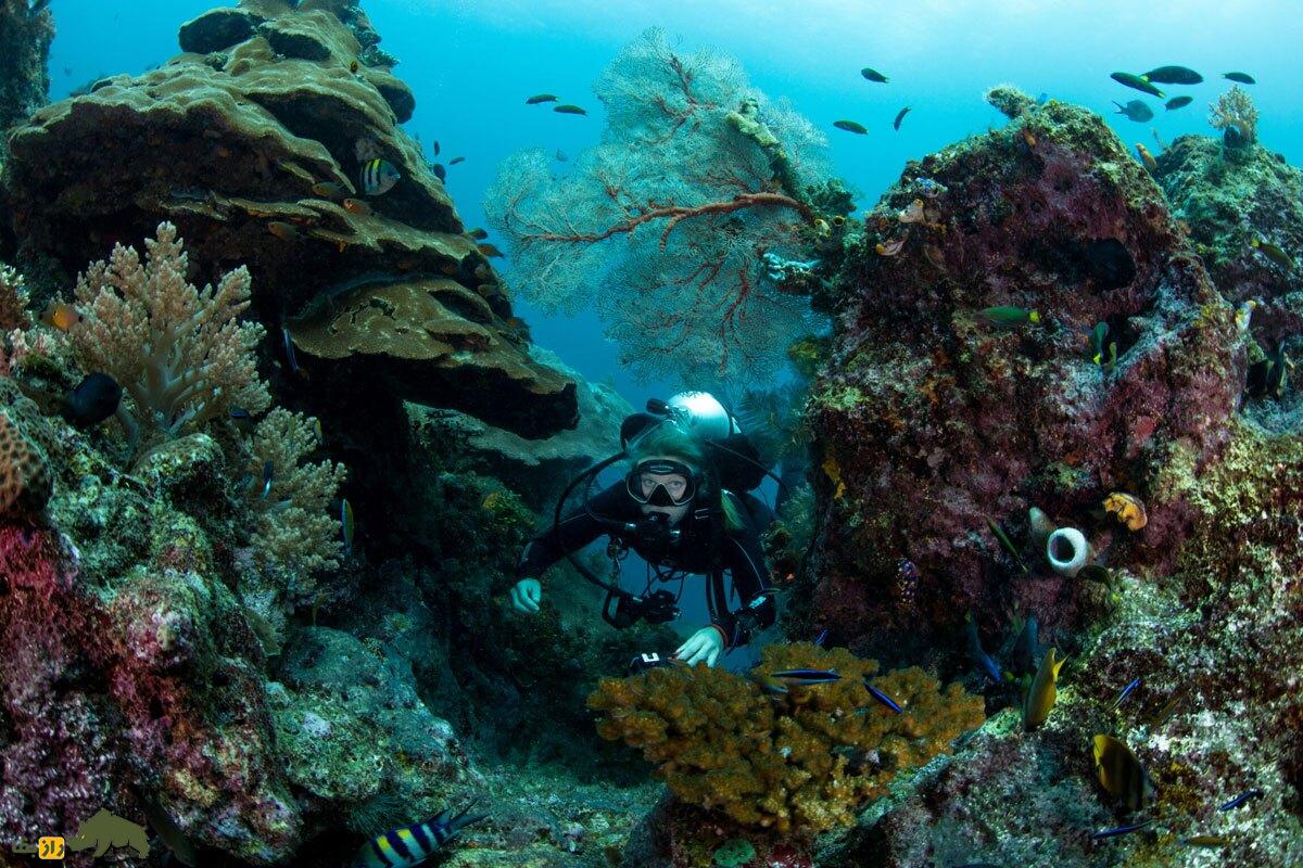 مثلث مرجانی؛ آمازون پنهان در دل دریا که در برابر تغییرات اقلیمی مقاومت میکند مثلث مرجانی