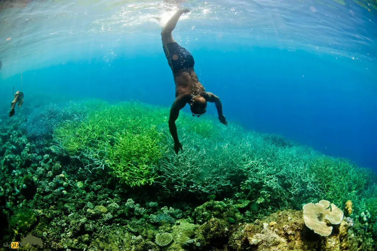 مثلث مرجانی؛ کشف جنگلی شبیه آمازون در زیر اقیانوسهای آرام و هند که ۶ میلیون کیلومتر مربع وسعت دارد مثلث مرجانی