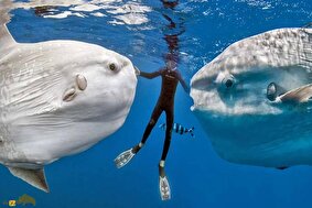 ماهی خورشیدی؛ غول اقیانوس که ۲۰۰۰ کیلو وزن دارد، درد را حس نمی‌کند و گوشتی بسیار بدمزه دارد!