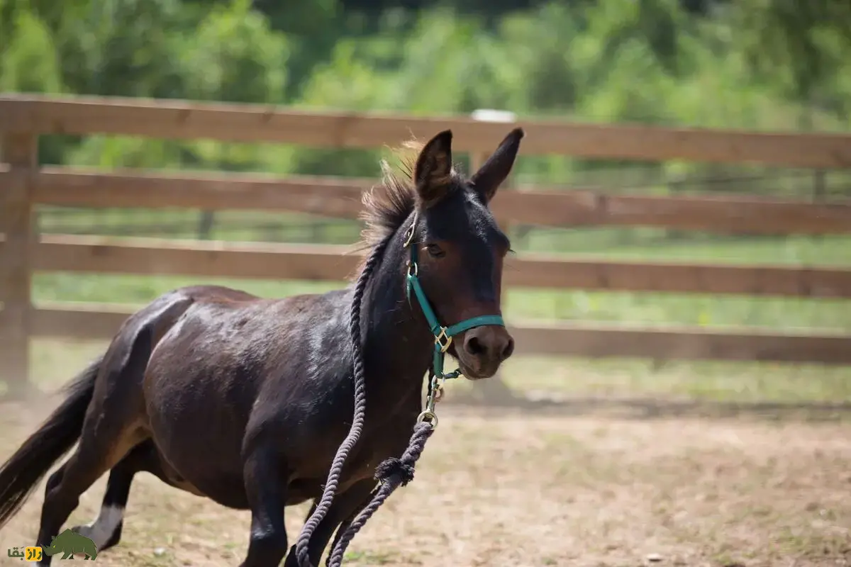 قاطر مینیاتوری؛ نسخه‌ی کوچک و بامزه قاطر‌های سنتی که از جفت‌گیری الاغ نر مینیاتوری و اسب پونی به‌دنیا آمده و با هوش بالایش همه را شگفت‌زده کرده است