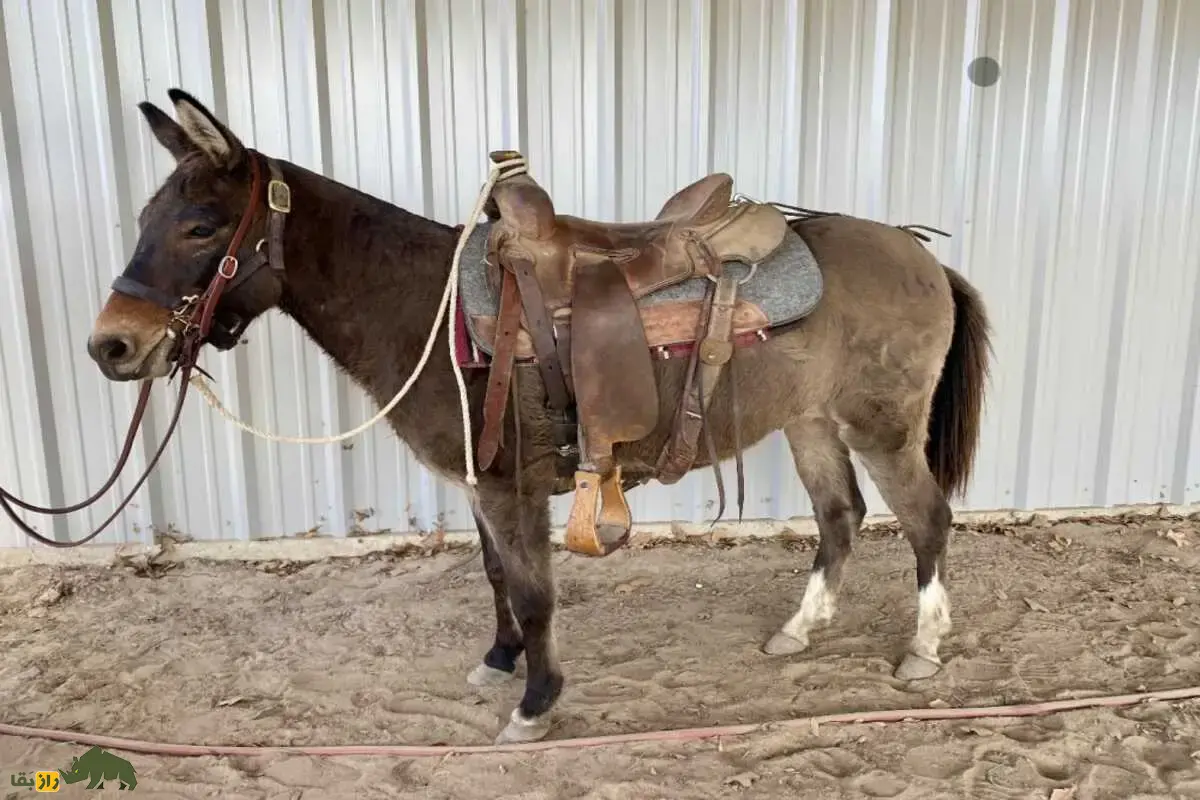 قاطر مینیاتوری؛ نسخه‌ی کوچک و بامزه قاطر‌های سنتی که از جفت‌گیری الاغ نر مینیاتوری و اسب پونی به‌دنیا آمده و با هوش بالایش همه را شگفت‌زده کرده است