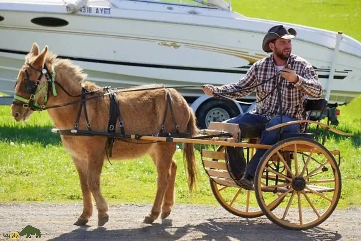قاطر مینیاتوری؛ نسخه‌ی کوچک و بامزه قاطر‌های سنتی که از جفت‌گیری الاغ نر مینیاتوری و اسب پونی به‌دنیا آمده و با هوش بالایش همه را شگفت‌زده کرده است