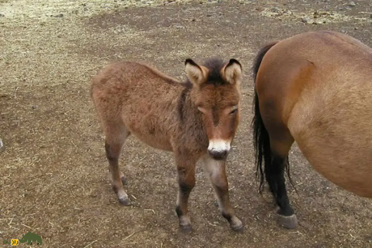 قاطر مینیاتوری؛ نسخه‌ی کوچک و بامزه قاطر‌های سنتی که از جفت‌گیری الاغ نر مینیاتوری و اسب پونی به‌دنیا آمده و با هوش بالایش همه را شگفت‌زده کرده است
