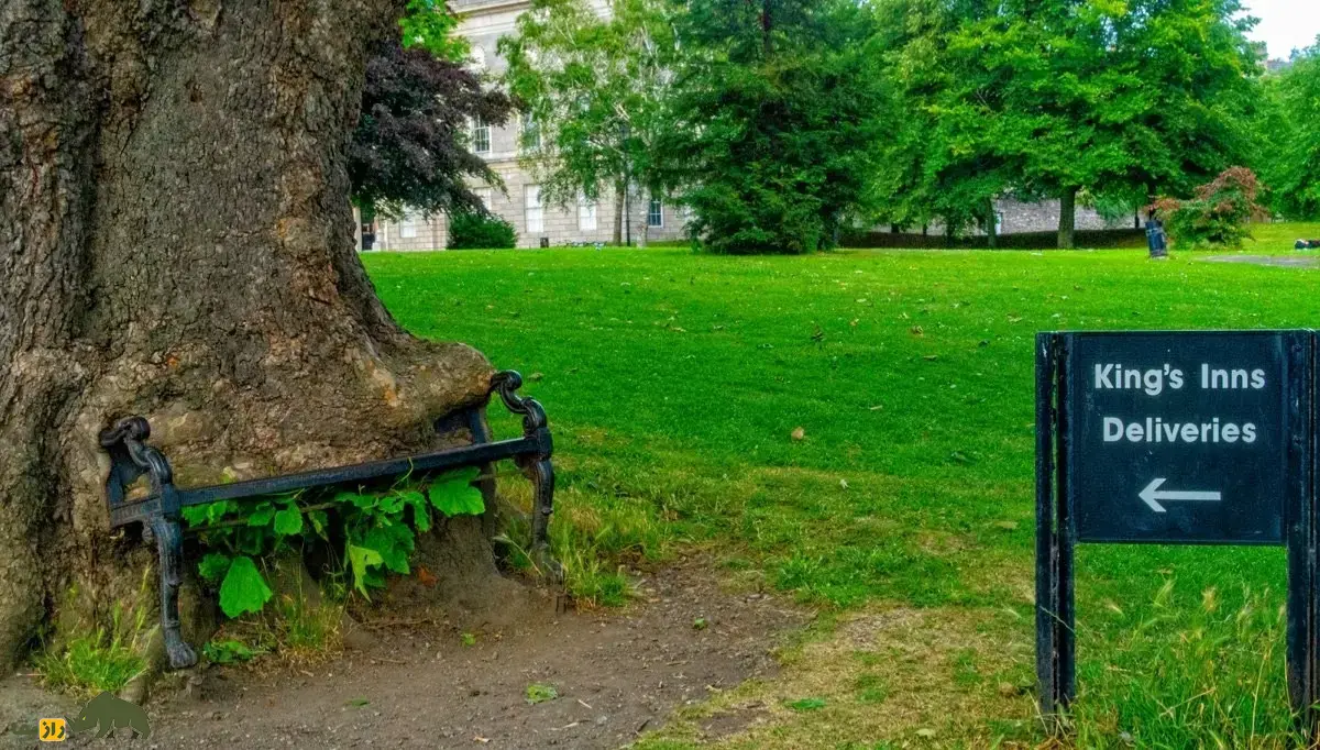 درخت گرسنه؛ درختی ۸۰ ساله با ظاهری ترسناک در ایرلند که یک نیمکت فلزی را به مرور زمان خورد و بلعید درخت گرسنه